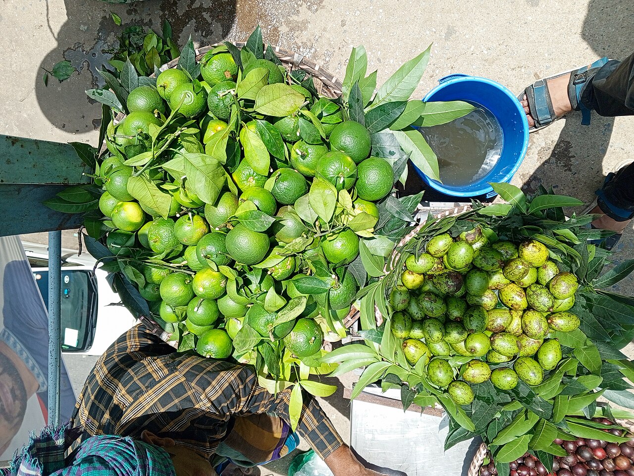 Hog Plum (Amra)