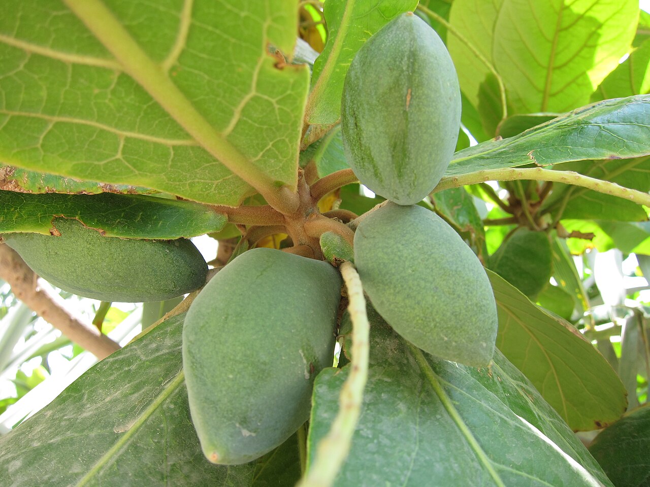 Indian Almond Fruit