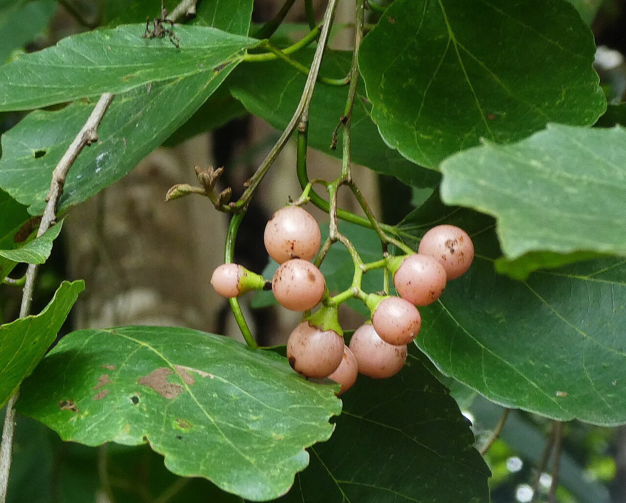 Indian Cherry (Lasura)