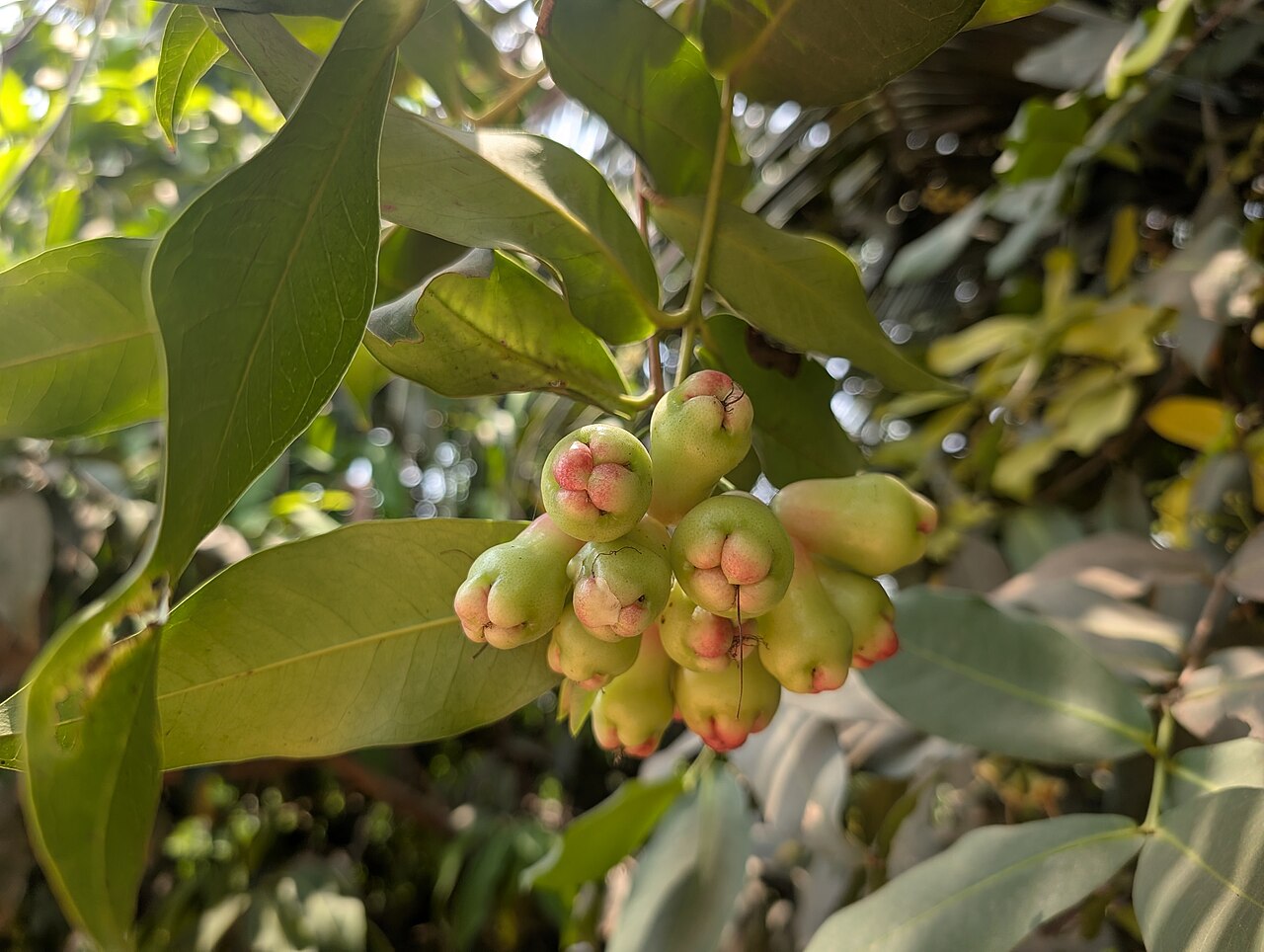 Jamrul (Water Apple)