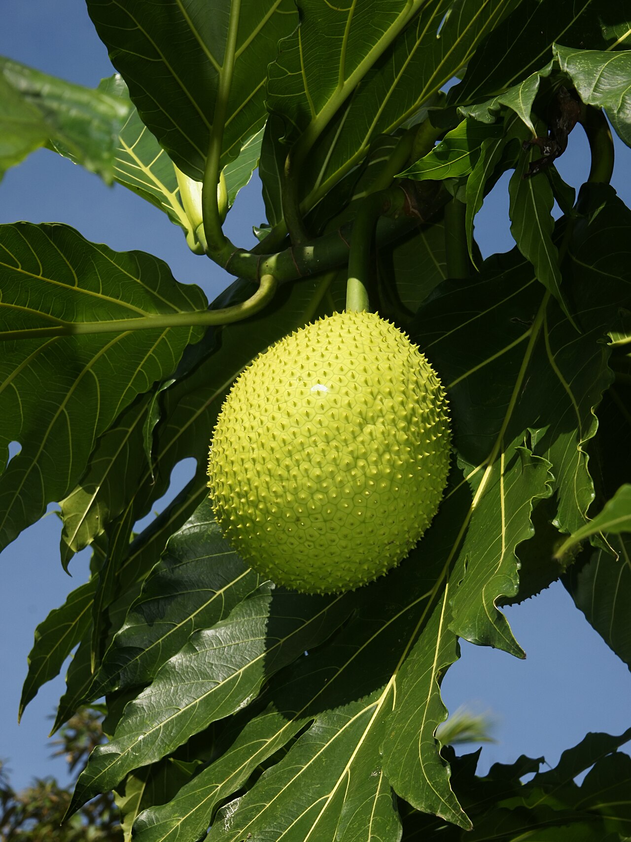 Kadachakka (Breadfruit)