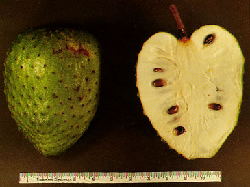 Lakshman Phal (Soursop)