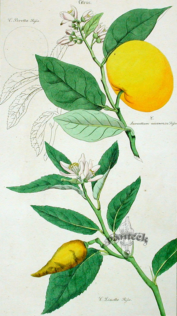 Mosambi (Sweet Lime)