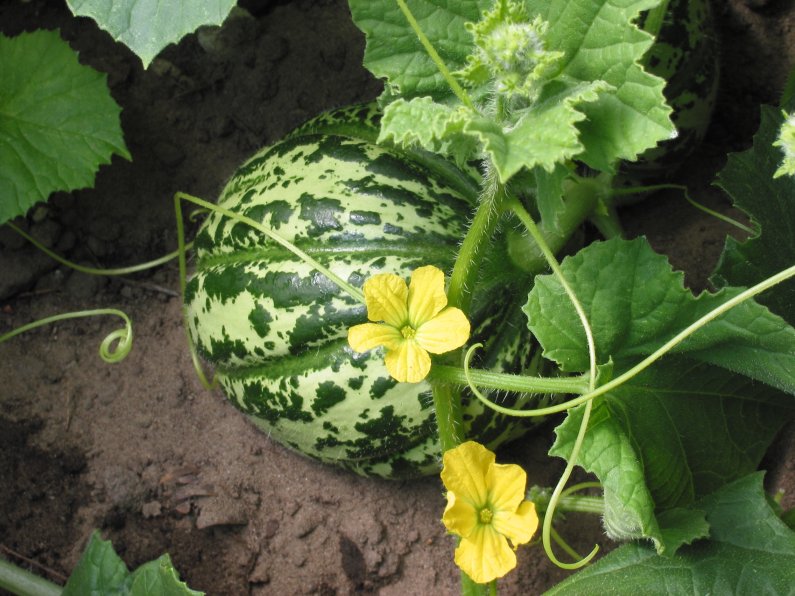 Muskmelon