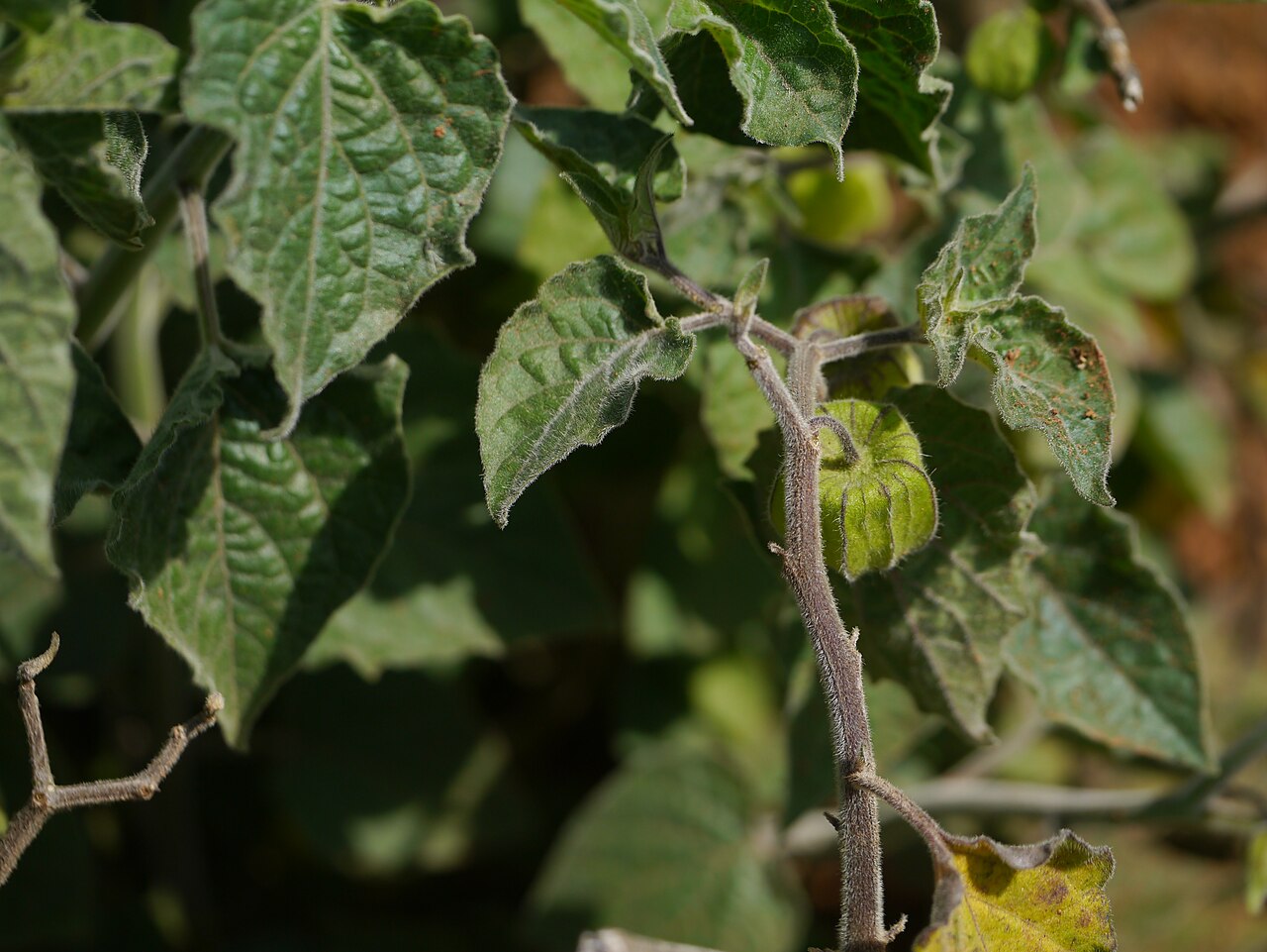 Rasbhari (Cape Gooseberry)
