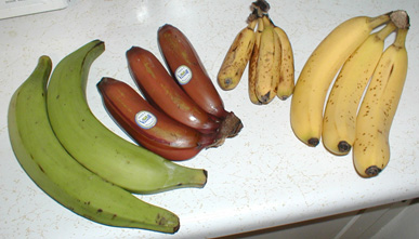 Robusta Banana