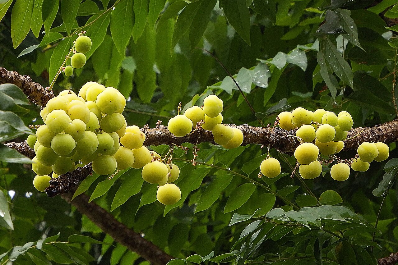 Star Gooseberry