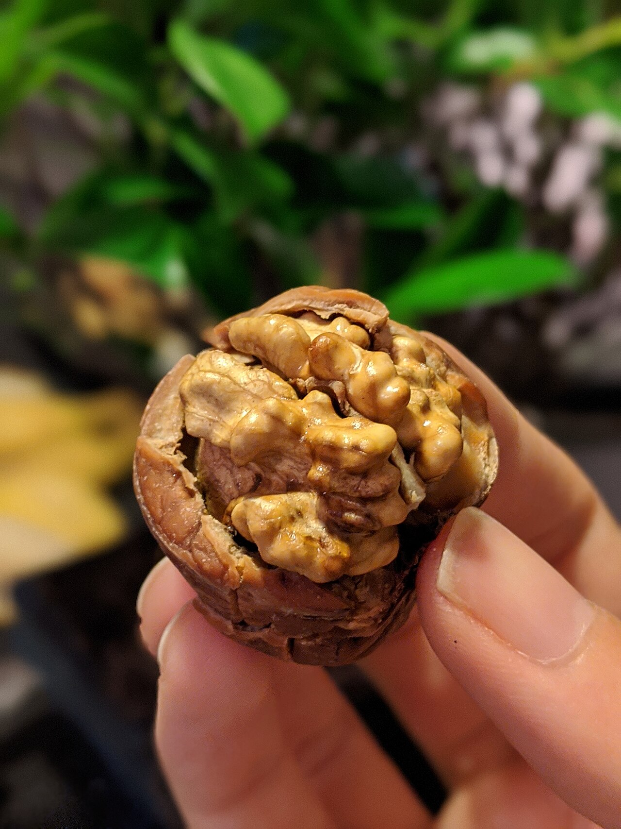Walnut (Kashmiri)